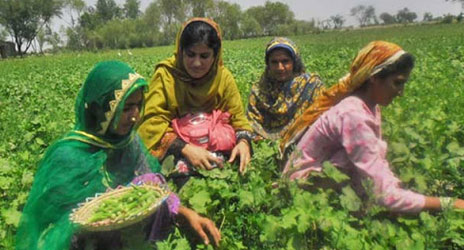 women farming in ajk